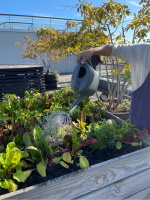 Photographie représentant une main en train d'arroser une jardinière sur le toit du siège de Nexity 